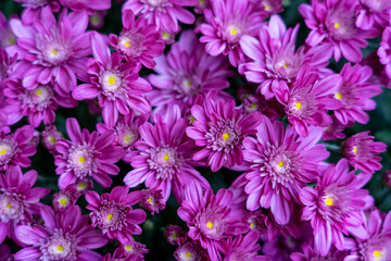 purple flowers in the garden