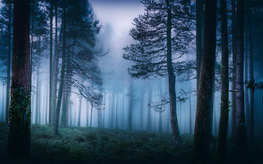 Fototapeta premium fog in spooky woods