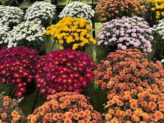 Chrysanthemum flowers in the market