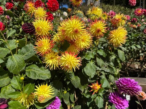 Dalias at Golden Gate Park 