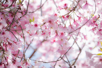 pink cherry blossom