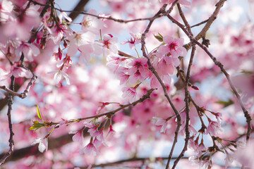 pink cherry blossom