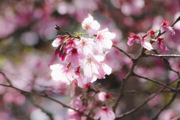 pink cherry blossom