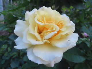yellow rose in garden