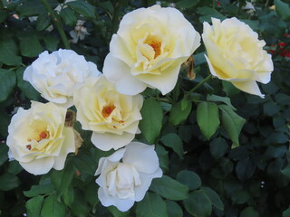 white and yellow roses