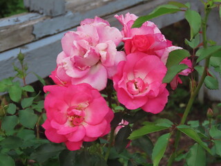 pink rose bush