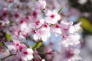 pink cherry blossom