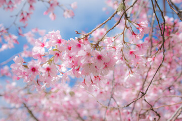 pink cherry blossom