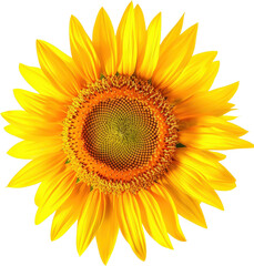 Fototapeta premium Close-up of a sunflower