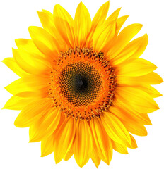 Fototapeta premium Bright yellow sunflower