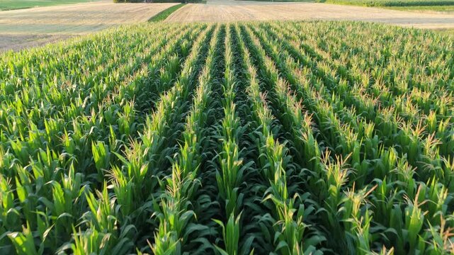 Aerial video of a green cornfield taken by a drone, showcasing the field's vast expanse during summer.
