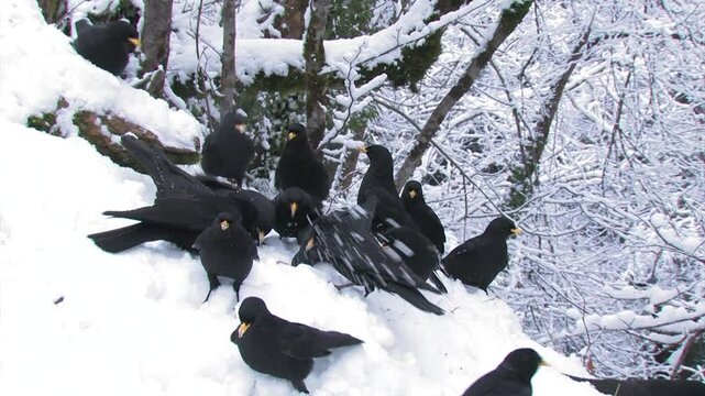 Gracchio alpino Pyrrhocorax graculus, Alpine chough