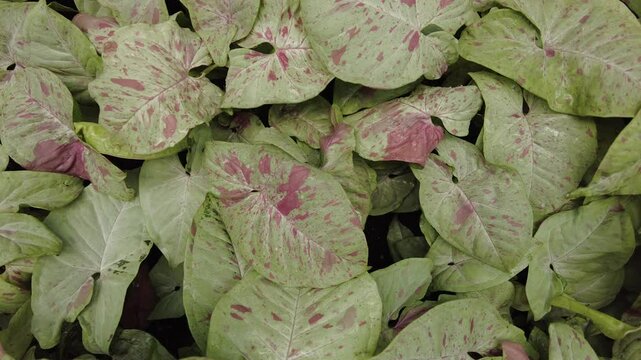 Beautiful spread of Syngonium Milk Confetti, a rare tropical plant with white and pink variegation of its leaves