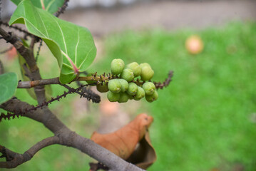 Sea grapes , Coccoloba Uvifera , cây Tra. 