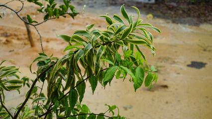 Green Ornamental Plant in the Garden After Rain