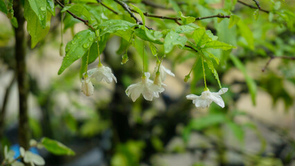Fresh White Flower Covered in Rain Droplets