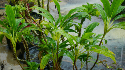 Green Ornamental Plant in the Garden After Rain