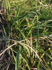 grass background