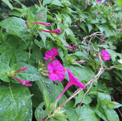 日本で秋にオシロイバナが黄色い花を咲かせています