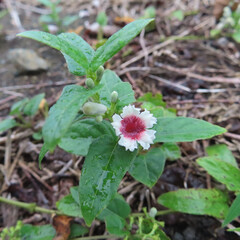 日本で秋にサオトメカズラが白い花を咲かせています