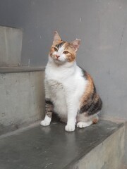 Fototapeta premium cute three-colored striped cat looking at something