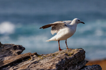 Maroubra  Beach in Sydney, NSW, Australia