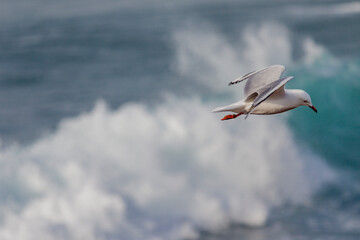 Maroubra  Beach in Sydney, NSW, Australia