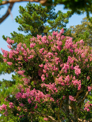 奈良公園に咲いた百日紅の花