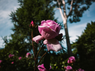 Rose flower