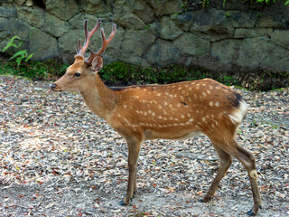 奈良公園の雄鹿