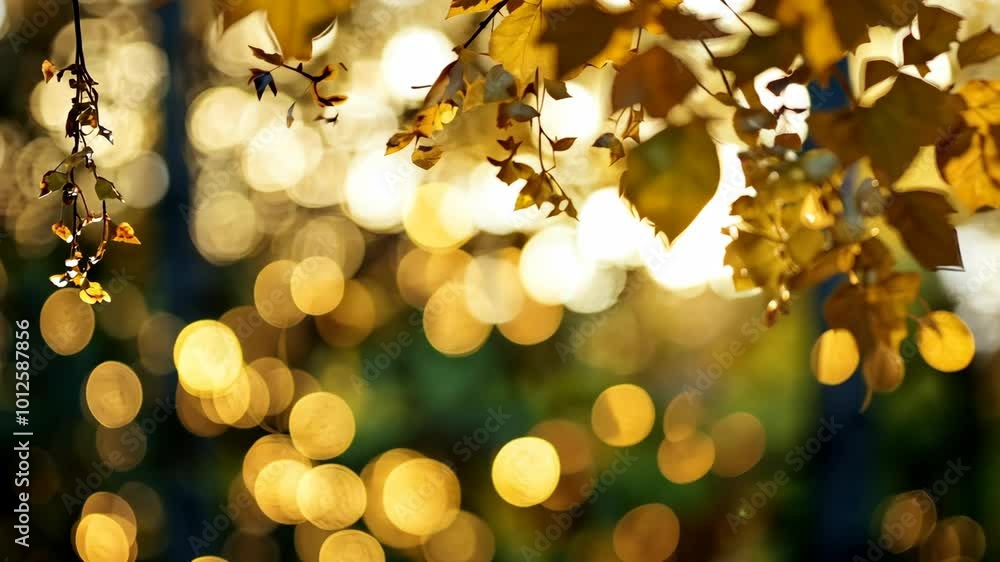 Poster golden leaves hang from a branch in the afternoon light, creating a beautiful bokeh effect