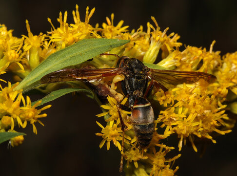 Hidden among the yellow flowers of a goldenrod, a predatory Jagged Ambush Bug (Phymata sp) has captured a paper wasp (Polistes sp) and is now feeding on it. 