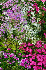 Pink flowers in a garden bed at spring time.