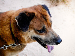 Dog portrait with backyard background. Brown dog being walked by man, exercising in the park. Guard pet, human companion. Dog walking. Pet that gives a feeling of relaxation and brightness.
