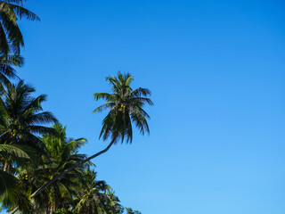 Coconut tree on background blue sky. Coconut trees and the sky that give a fresh feeling, the sea, a long holiday and a relaxing day. Fruits that can be used for cooking.