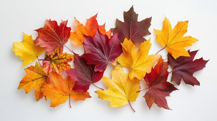 Elegant arrangement of maple leaves on a white background, capturing their intricate patterns and vibrant fall colors