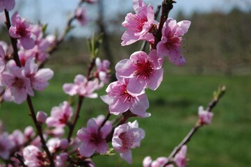 Flowers in bloom