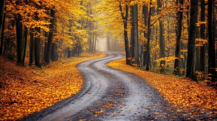 Obraz premium Enchanting Eastern European forest in autumn, featuring vibrant yellow and orange leaves, tree trunks, and a scenic road through the foliage