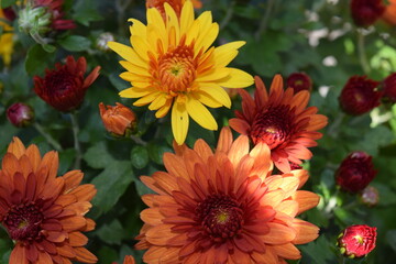 Obraz premium Flowers in bloom