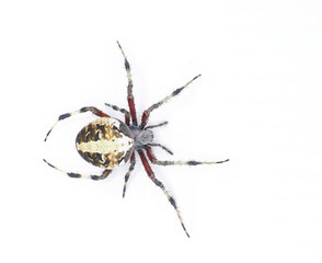 Gravid Female adult red femured spotted orbweaver spider - Neoscona domiciliorum - with bright white or yellow marking on the back of the abdomen and first segment of each leg is red. Top dorsal view