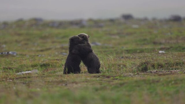 Bears fighting in Katmai, Alaska 