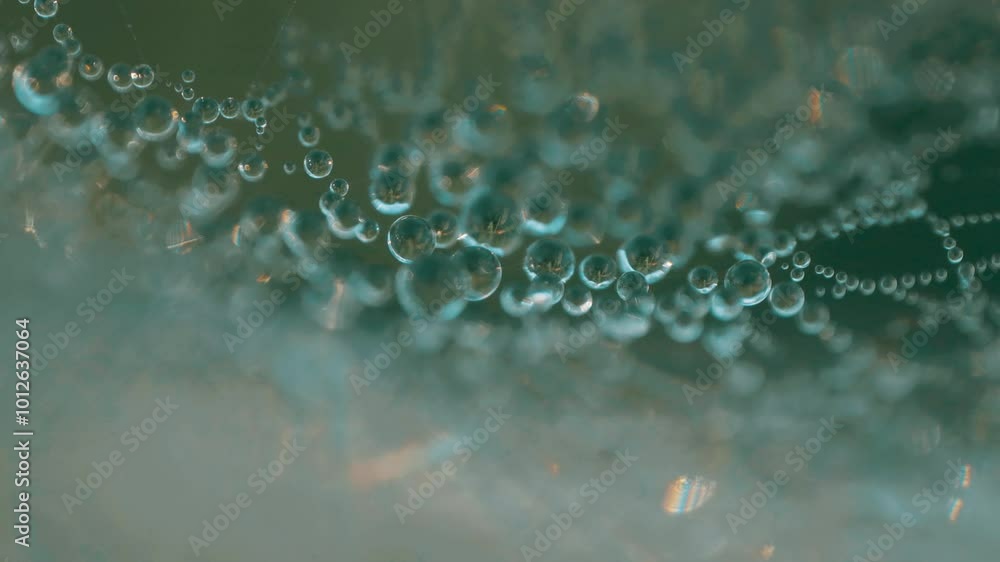 Poster a macro shot of a spider web covered with dewdrops, creating a stunning natural pattern. the dew ref