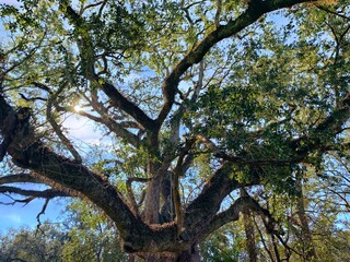 the tree of life a green leaf tree with many branches under the blue sky on a sunny day 