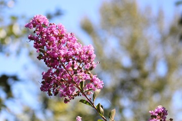 Pink flower with a blue sky background 