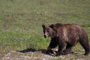 Wild Grizzly bear in meadow in glacier park 