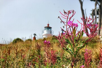 Pink Flowers with lighthouse in background blue sky 
