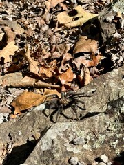 Big spider tarantula! Spider on a rock! Autumn leaves! Arkansas State. Nature of America