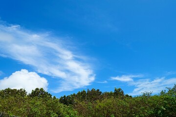 夏の青空と白い雲と木々