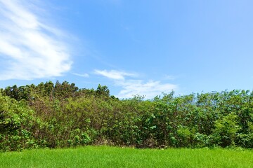 爽やかな夏の青空と新緑

