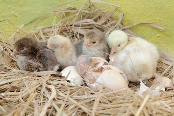 A number of newly hatched chicks are in the nest. This animal has the scientific name Gallus gallus domesticus.